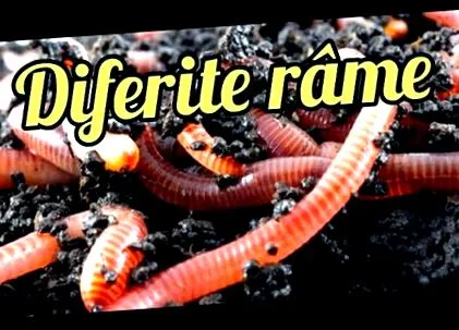 gyermek kerek