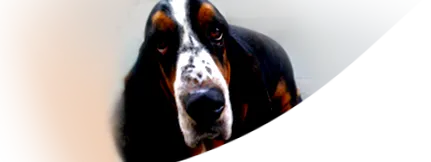 kŕmenie