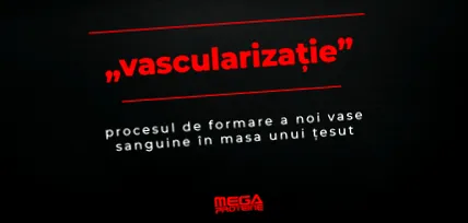 meghatározása