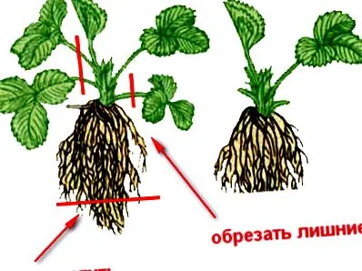 желе