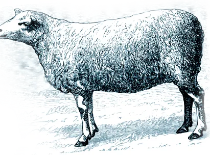 fehérjét tartalmaz