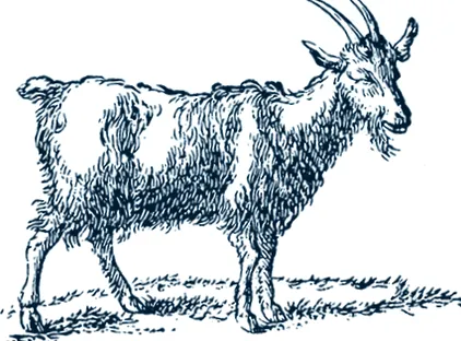 alba