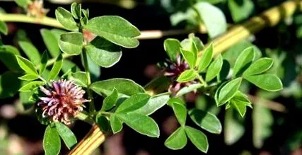 glycyrrhiza
