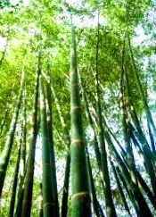 nature влакна