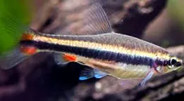 риби nannostomus