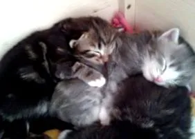 кошенята кошенята