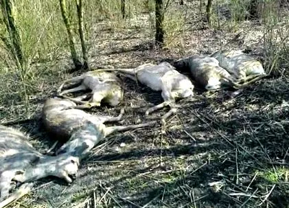 олені падають