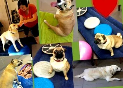 veterinar