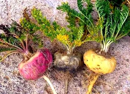 maca