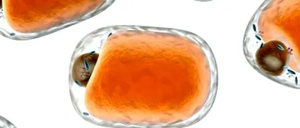 táplálkozási
