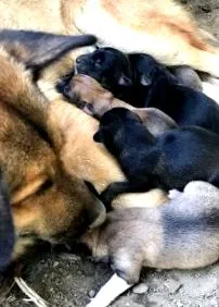 храна кучиња