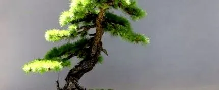 japán minimalizmus