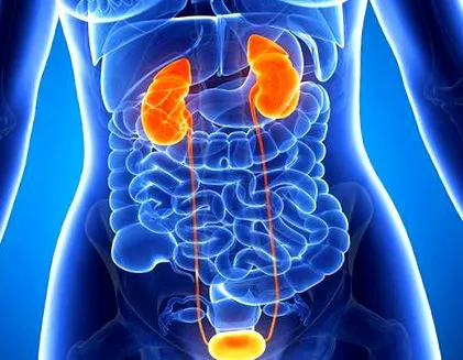 nephrology