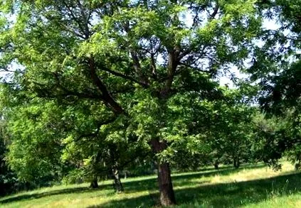csodafa