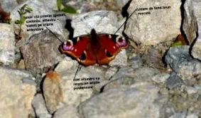 szemért corina