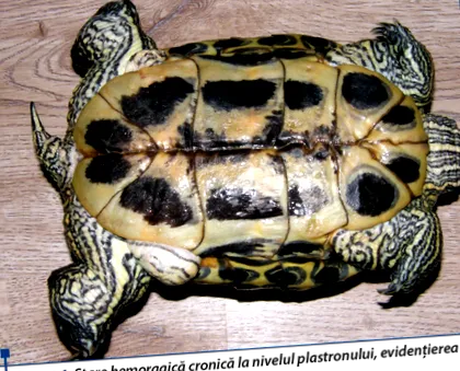 tartott
