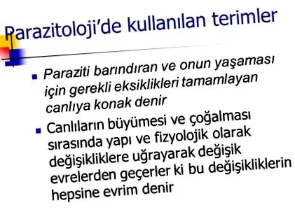 webhely kacsa