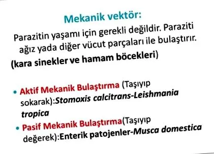 paraziták sütiket