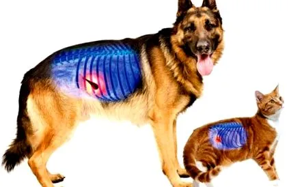 собак supervet