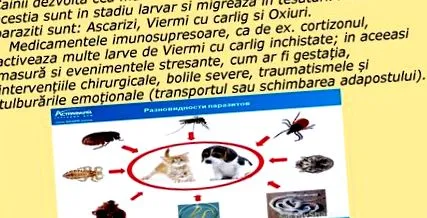kerekekkel gyógynövények