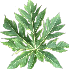 Carica papaya папая