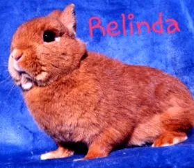 boli boli