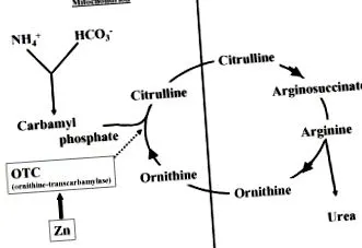 parasites ornithine