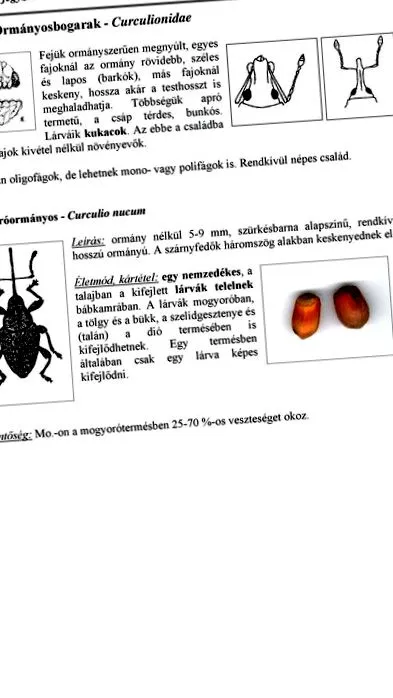 solului plantelor