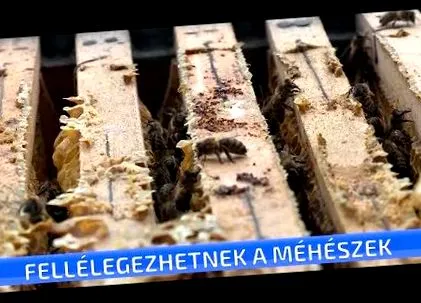 гельмінтів гельмінтів