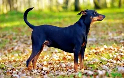 germane zooplus