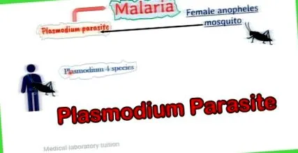 malariei numiți