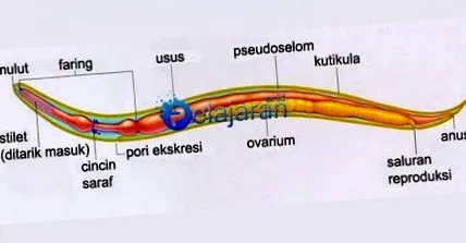 alergii
