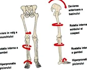 стапало