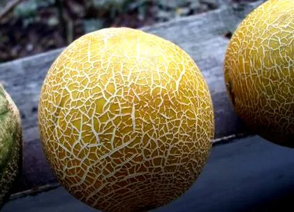 asztali