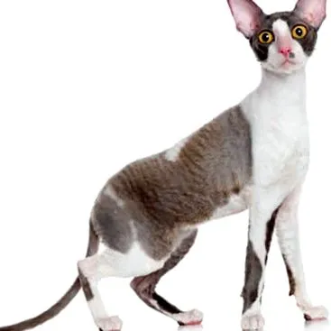 állat
