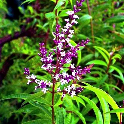 verbena