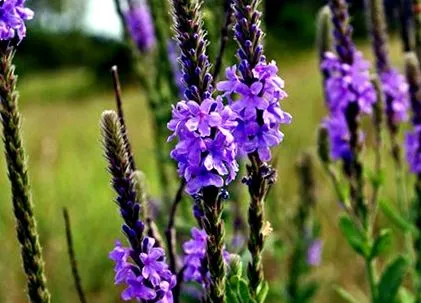 verbena