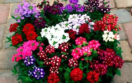 verbena