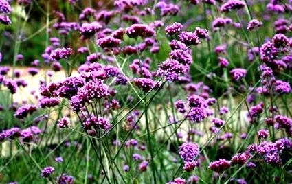 verbena