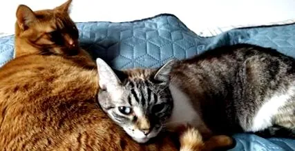 мачките