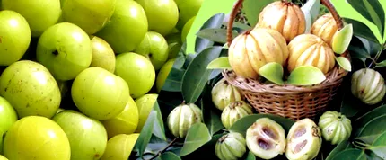 cambogia