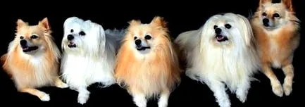 pomerániai