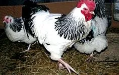 csirkefajták
