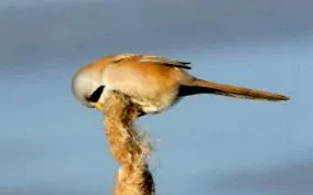 лошо