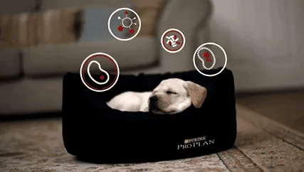 purina