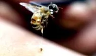 vespula