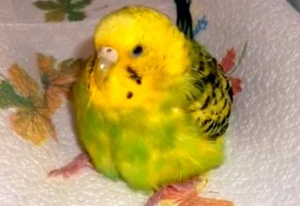 tojás