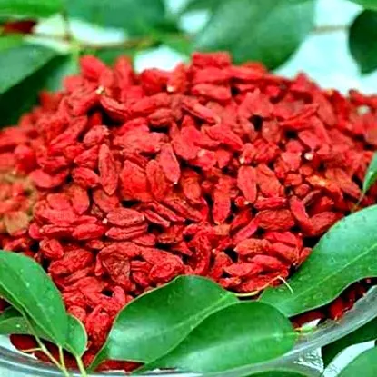 lycium organic