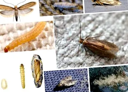 worms worms