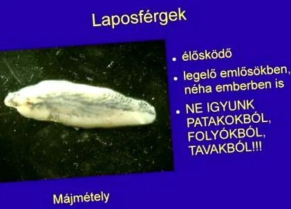 кишечник вікіпедія